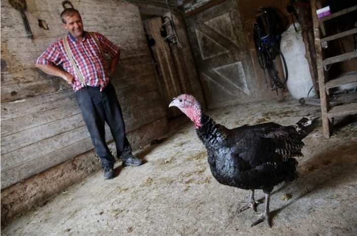 turkey