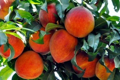 peaches on a tree